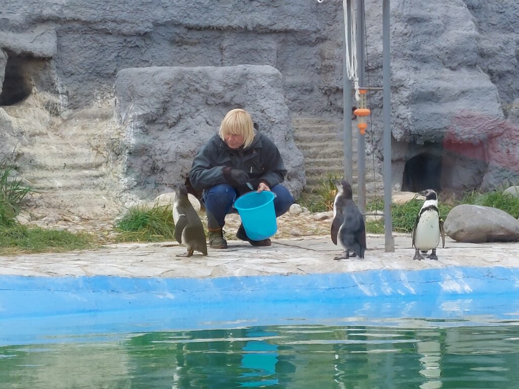 Feeding the Penguins at Skopje Zoo, City Park